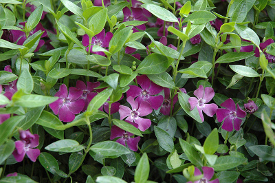 барвинок малый atropurpurea