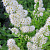 спирея иволистная белая / spiraea salicifolia
