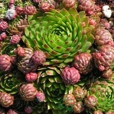 молодило отпрысковое / sempervivum soboliferum