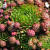 Молодило отпрысковое / Sempervivum soboliferum молодило отпрысковое / sempervivum soboliferum