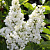 сирень защитникам бреста