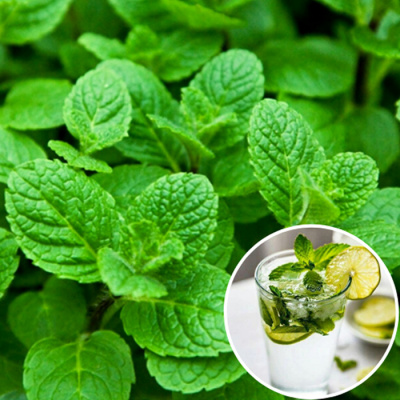 мята мохито