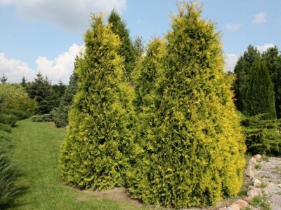 туя западная  санкист / thuja occ. sunkist