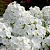флокс метельчатый white