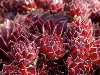 молодило рубин/ sempervivum rubin