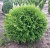 туя западная литтл чемпион / thuja occidentalis little champion