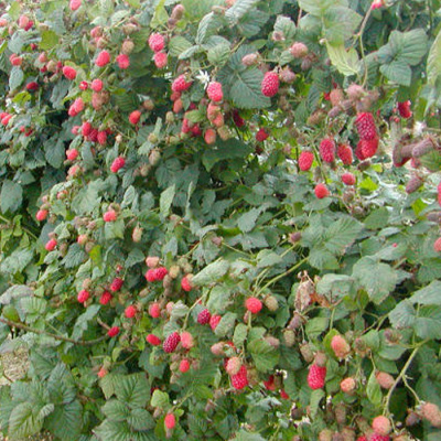 малино-ежевичный гибрид логанберри / loganberry
