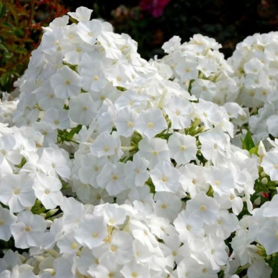 флокс метельчатый white