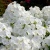 Флокс метельчатый White флокс метельчатый white