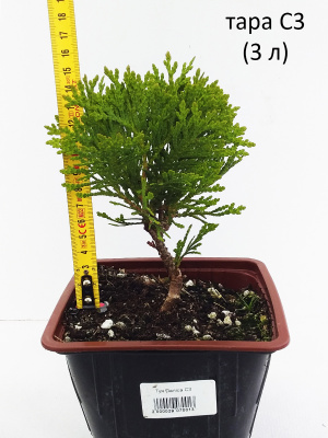 туя западная даника / thuja occidentalis danica