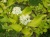 Дерен белый Aurea / Cornus Alba Aurea дерен белый aurea / cornus alba aurea