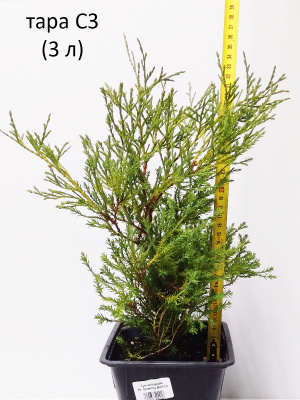 туя западная мистер боулинг болл /  thuja occ. mr. bowling ball