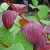 Дерен белый Sibirica / Cornus Alba Sibirica дерен белый sibirica / cornus alba sibirica