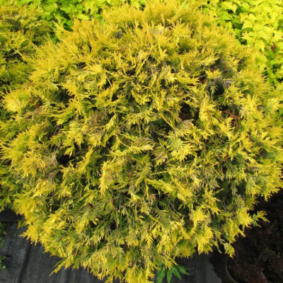 туя западная голден глоб / thuja occidentalis golden globe