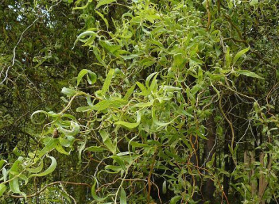 ива матсудана erythroflexuosa / salix erythroflexuosa