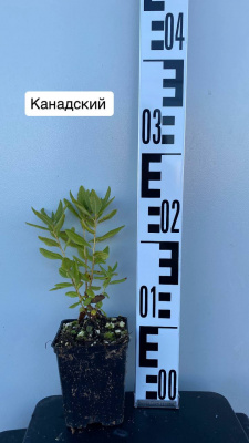 рододендрон канадский