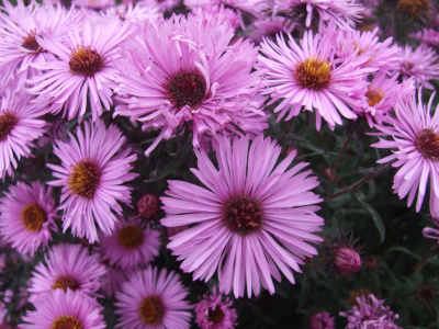 астра новоанглийская barr's pink