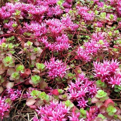 седум (очиток) ложный кокцинеус