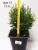 Туя западная Tини Тим / Thuja occidentalis Tiny Tim туя западная tини тим / thuja occidentalis tiny tim