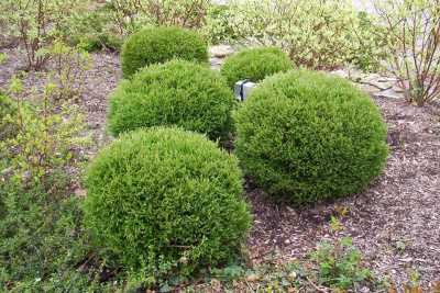 туя западная мистер боулинг болл /  thuja occ. mr. bowling ball